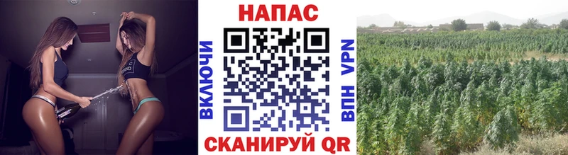 Шишки марихуана план  Аткарск 